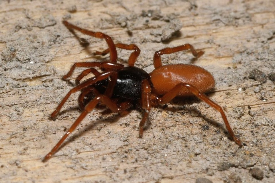 Dysderidae - fojtópókok