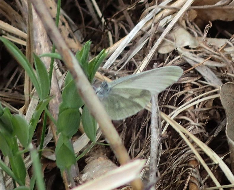 Leptidea sinapis/juvernica