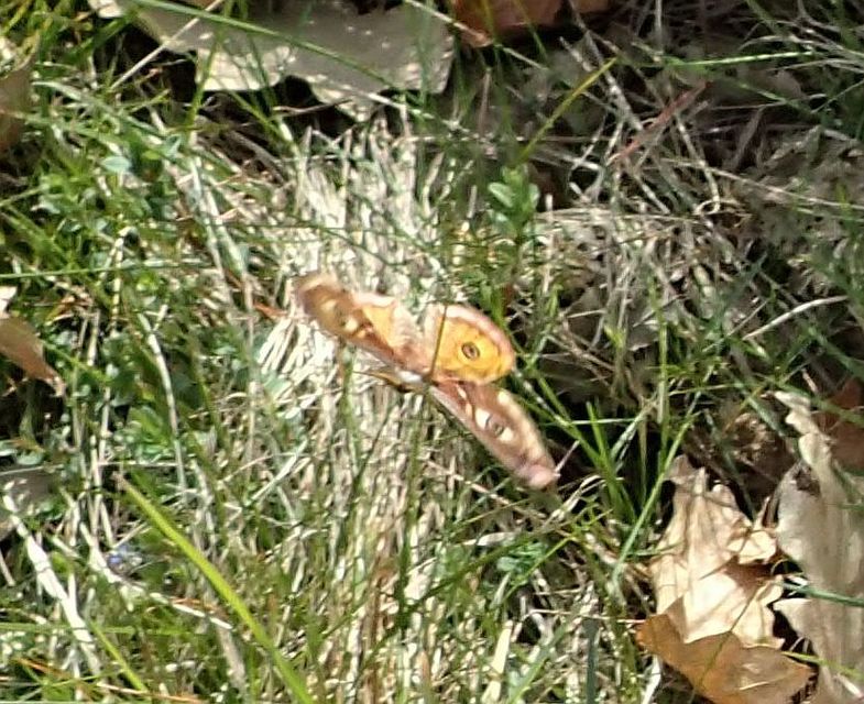 Saturnia pavoniella/pavonia
