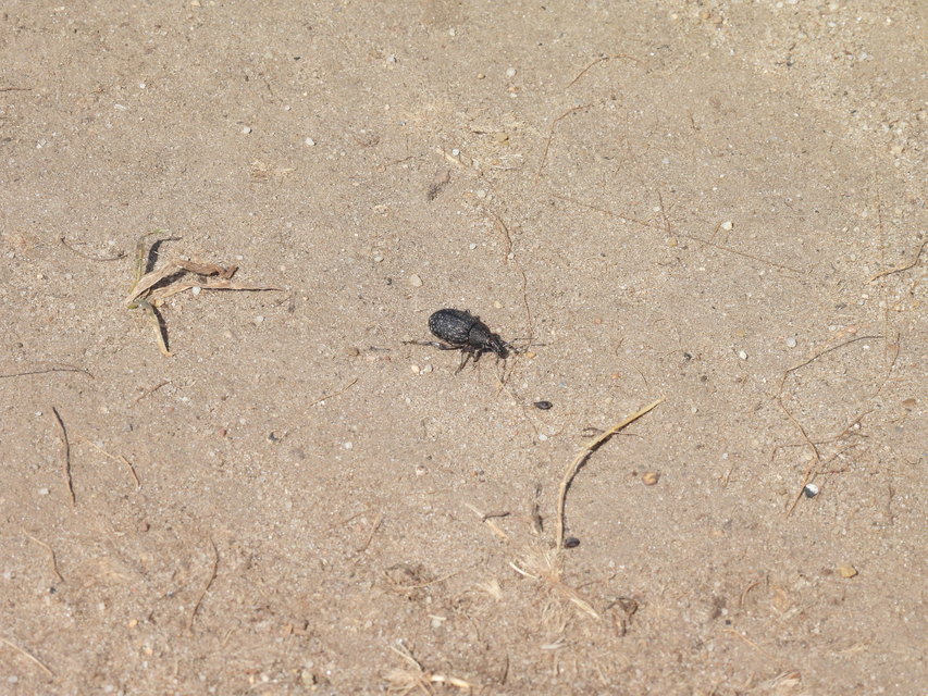Otiorhynchus ligustici - vincellér-gyalogormányos