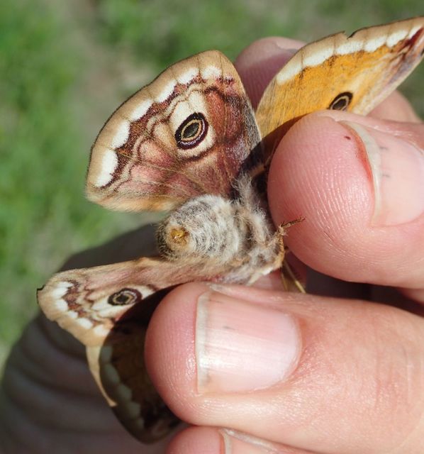 Saturnia pavoniella/pavonia