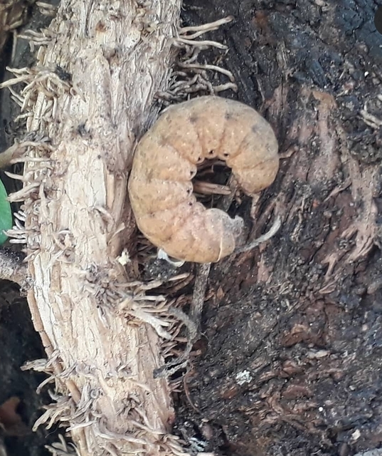 Noctua fimbriata - szélessávú sárgafűbagoly