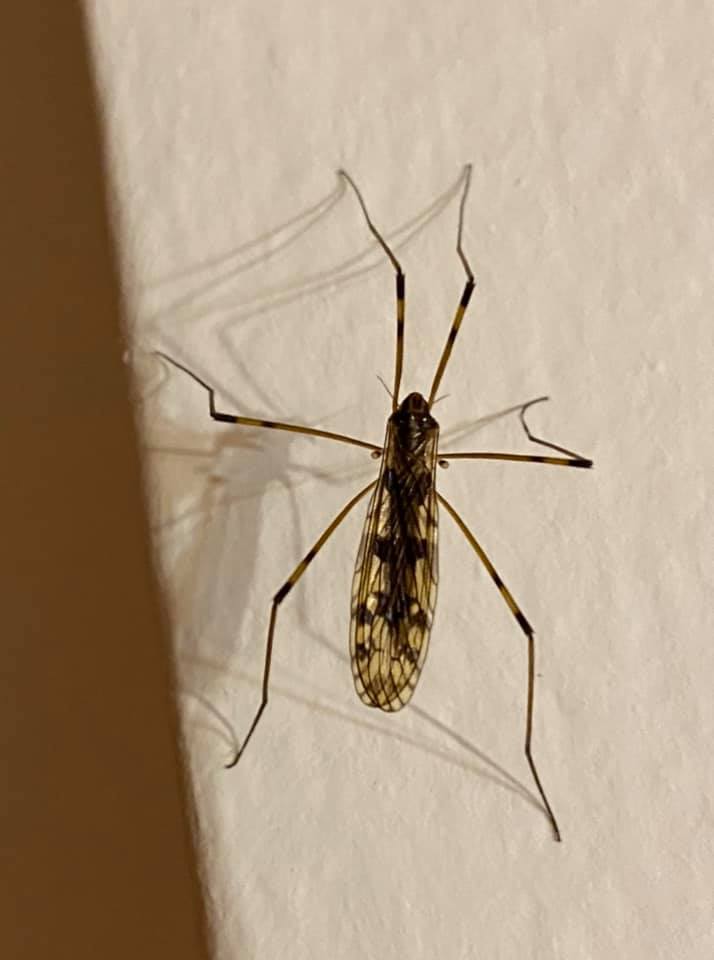 Limonia hercegovinae