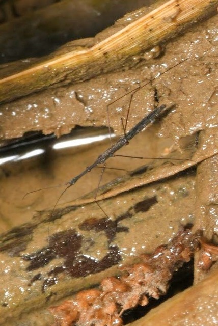 Hydrometra