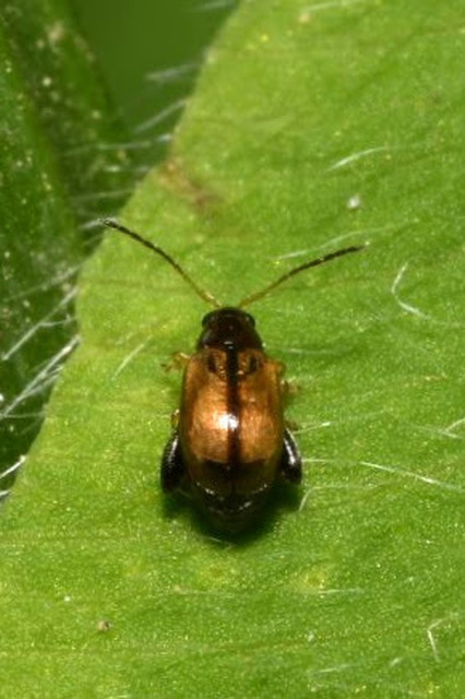 Longitarsus