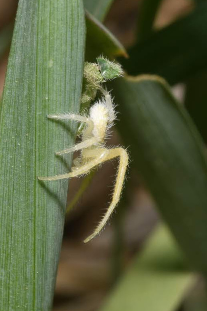Heriaeus graminicola/hirtus