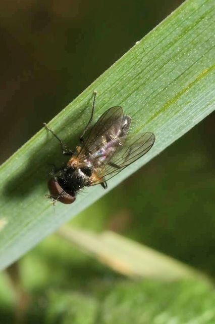 Fannia