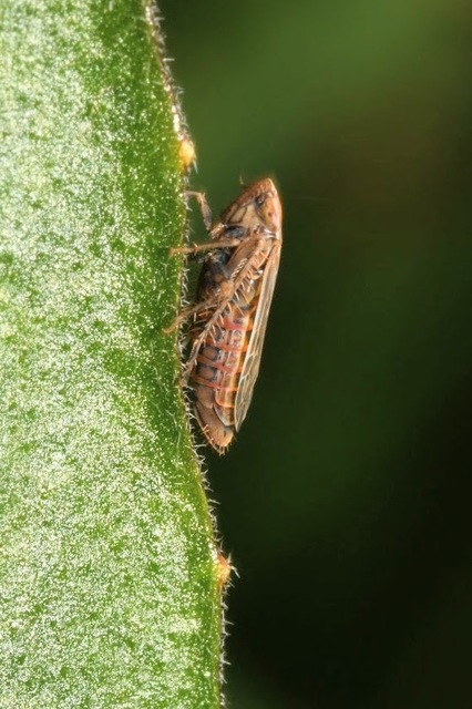 Psammotettix