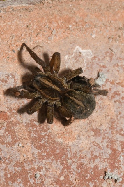 Trochosa