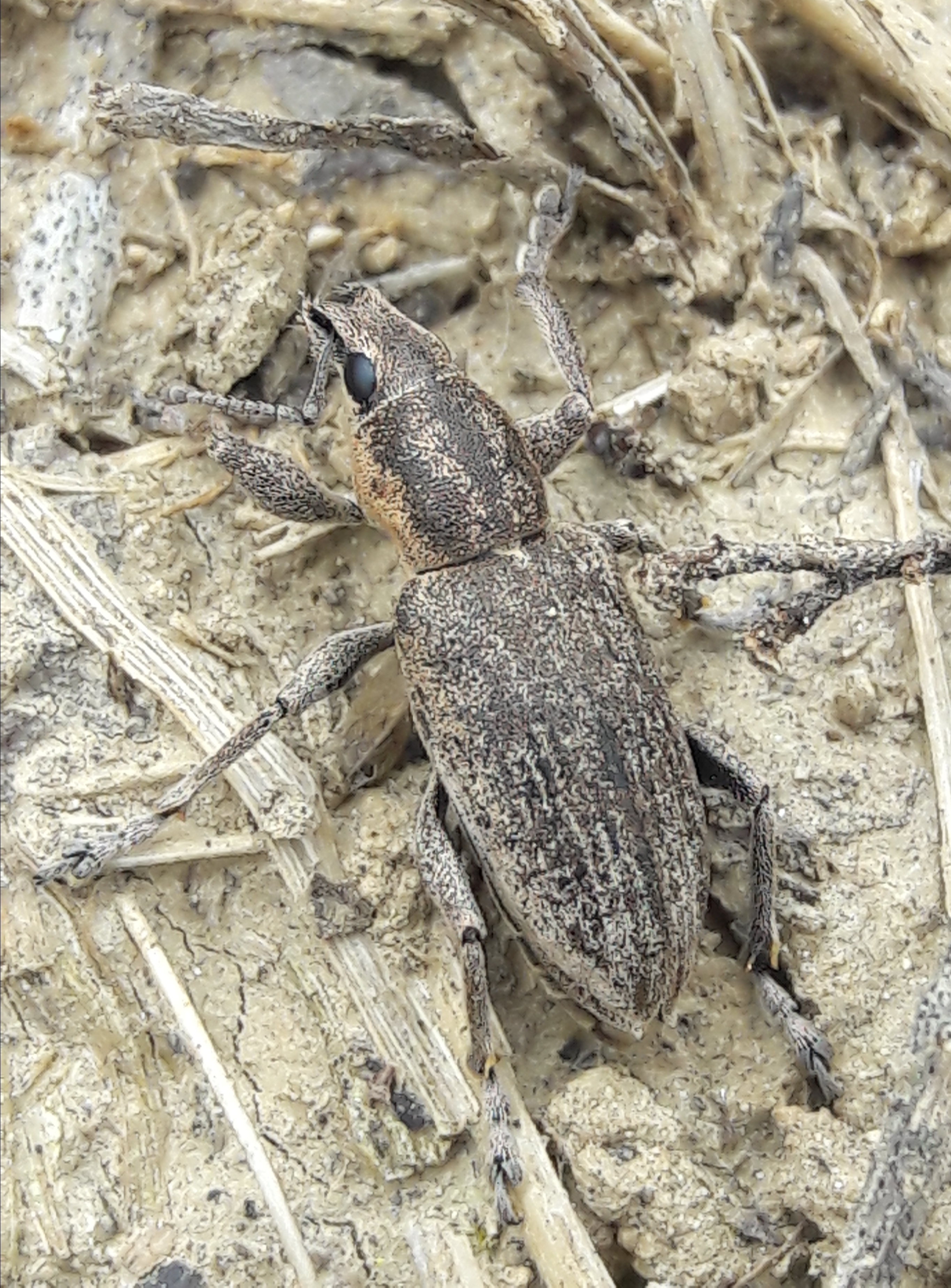 Tanymecus palliatus - közönséges hegyesfarúbarkó