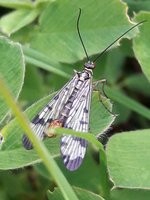 Panorpa communis/vulgaris