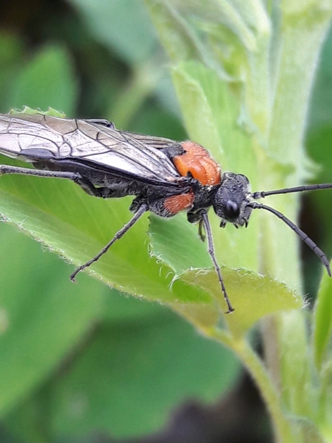 Tenthredinidae - valódi levéldarazsak