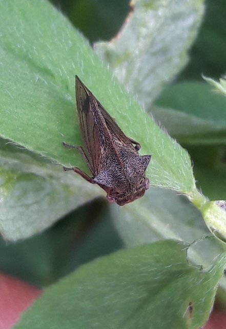 Centrotus cornutus - szarvaskabóca