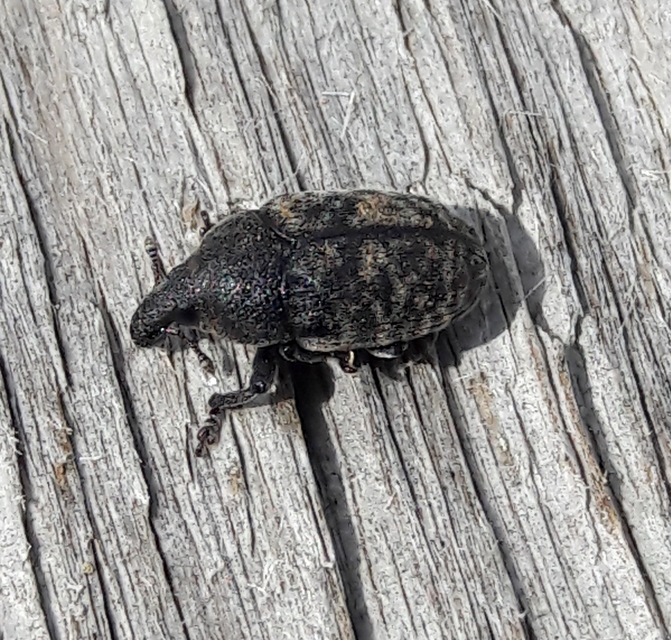 Larinus obtusus - imola-púderbarkó