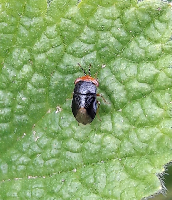 Geocoris erythrocephalus - vörösfejű bodobács Geocoris erythrocephalus - vörösfejű bodobács