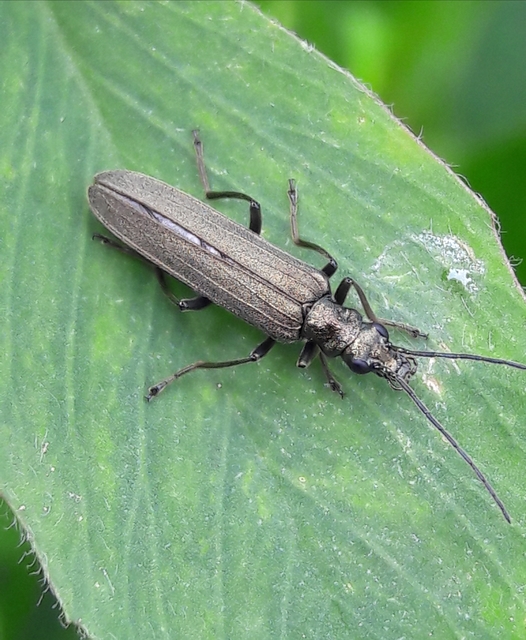 Oedemera virescens - zöldes álcincér