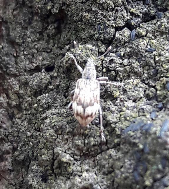 Polydrusus tereticollis - szalagos lombormányos