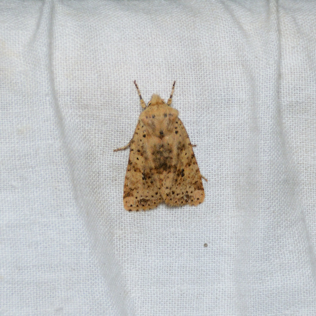 Conistra rubiginea - vörös őszibagoly