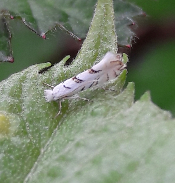 Phyllonorycter abrasella - cseraknázó sátorosmoly