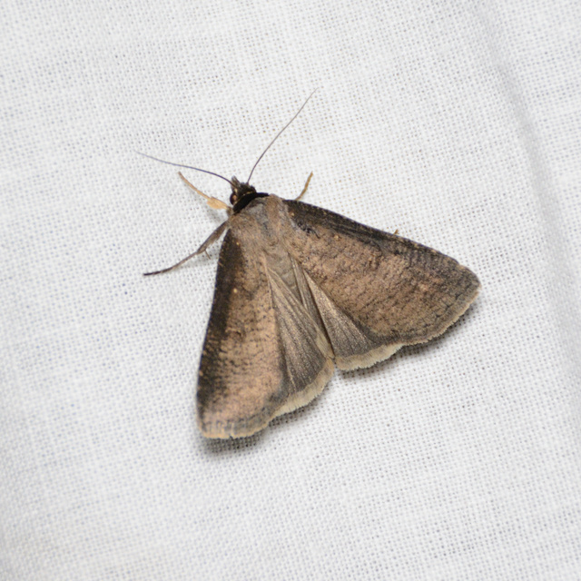 Lygephila procax - fekete csüdfűbagoly