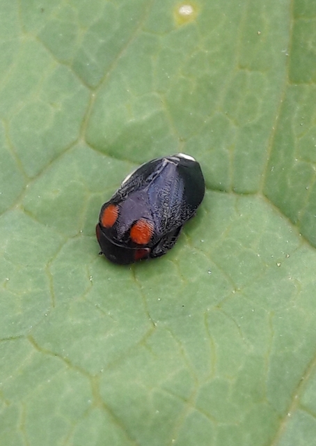 Penthimia nigra - fekete kabóca