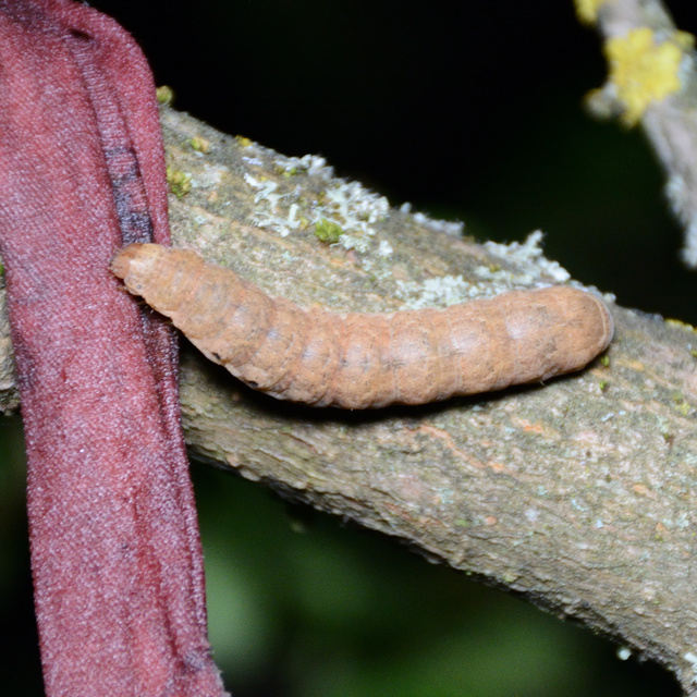 Noctua fimbriata - szélessávú sárgafűbagoly