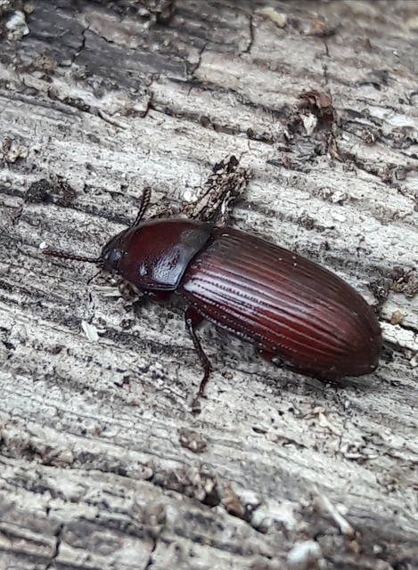 Uloma culinaris - nagy rágványbogár
