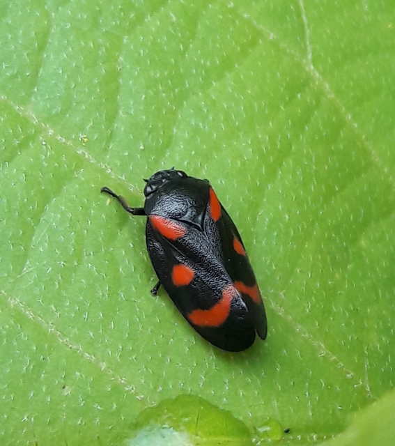 Cercopis arcuata/sanguinolenta