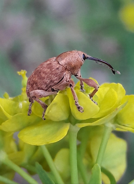 Curculio venosus - tarajos zsuzsóka