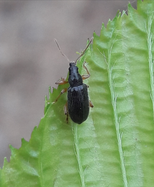 Phyllobius oblongus - közönséges levélormányos