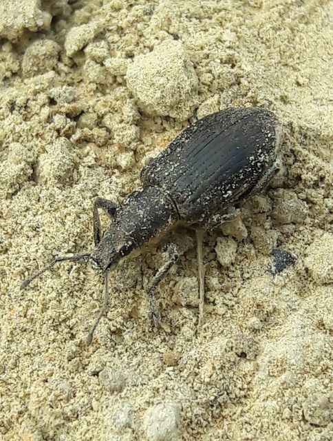 Tanymecus palliatus - közönséges hegyesfarúbarkó