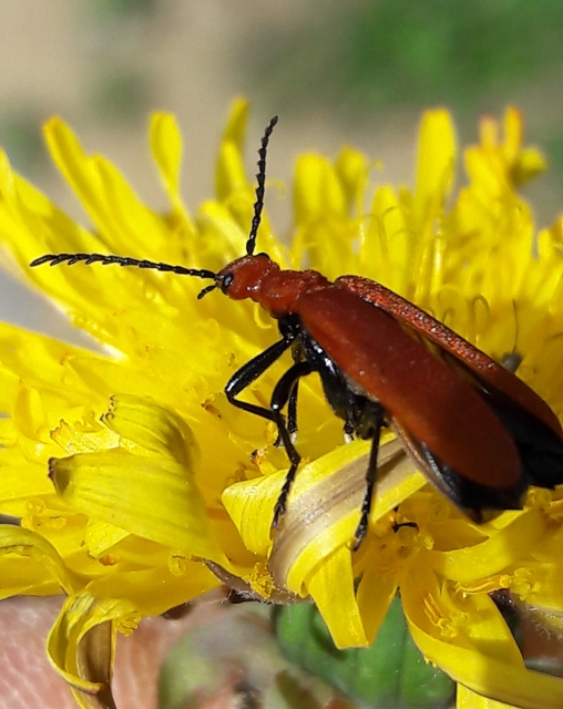 Pyrochroa serraticornis - közép-bíborbogár