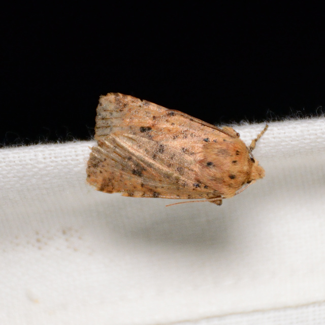 Conistra rubiginea - vörös őszibagoly