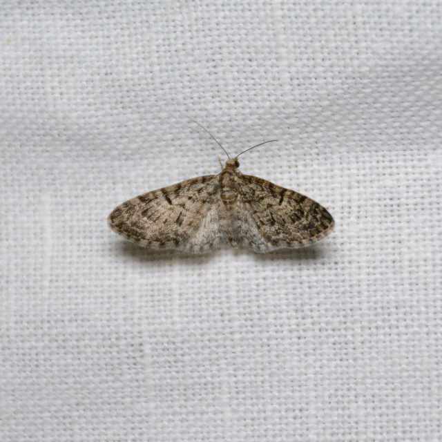 Eupithecia dodoneata - tölgy-törpearaszoló
