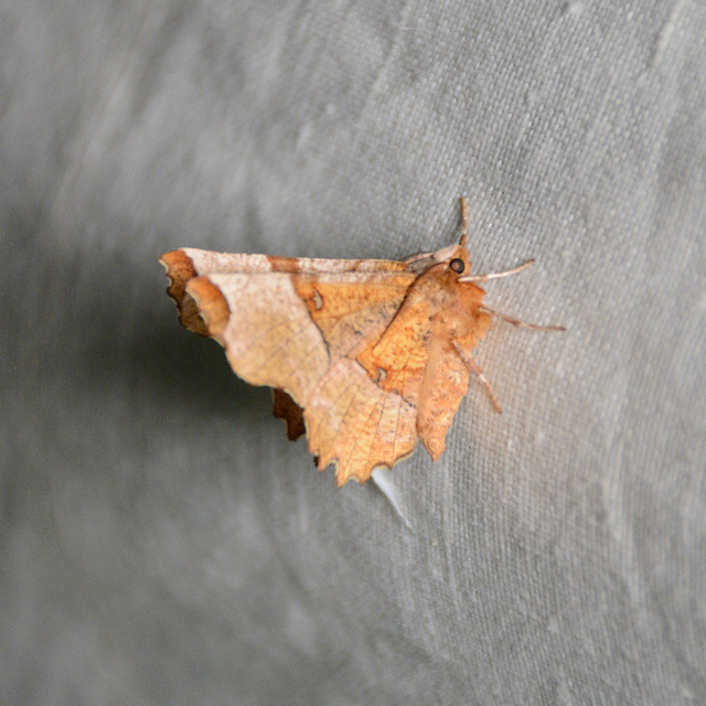 Selenia lunularia - egyfoltos holdasaraszoló