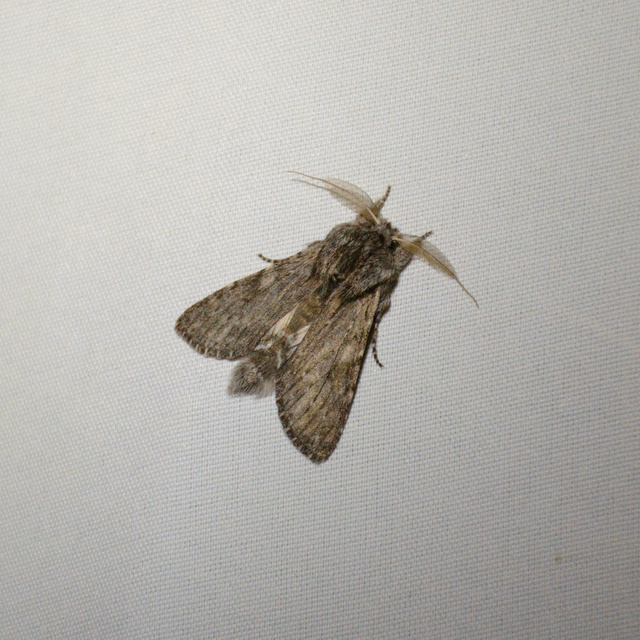 Dicranura ulmi - szilfa-púposszövő