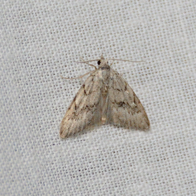 Nola cicatricalis - szürke pamacsosszövő
