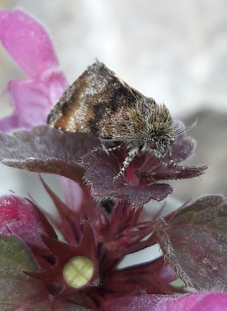 Panemeria tenebrata - apró sárgabagoly