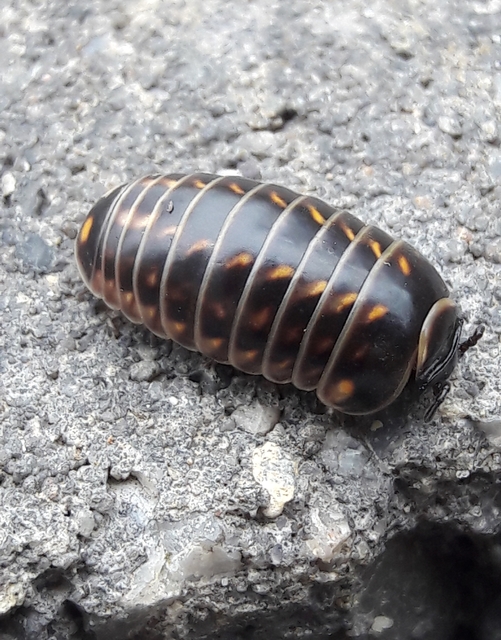 Glomeridae
