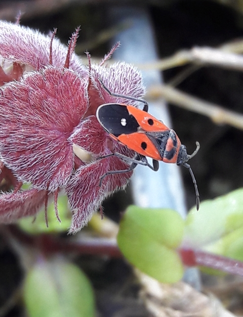 Melanocoryphus albomaculatus - nagy fehérfoltos-bodobács