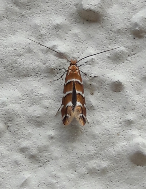 Cameraria ohridella - vadgesztenye-sátorosmoly