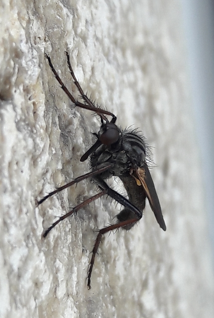 Empididae - táncoslegyek