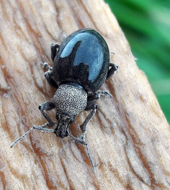 Otiorhynchus ligustici - vincellér-gyalogormányos