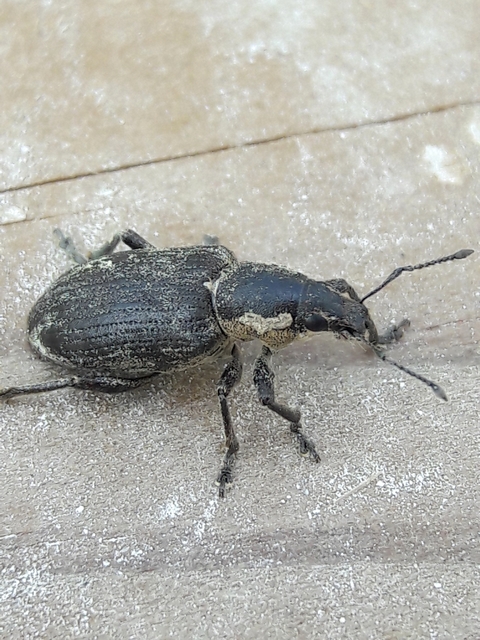 Tanymecus palliatus - közönséges hegyesfarúbarkó