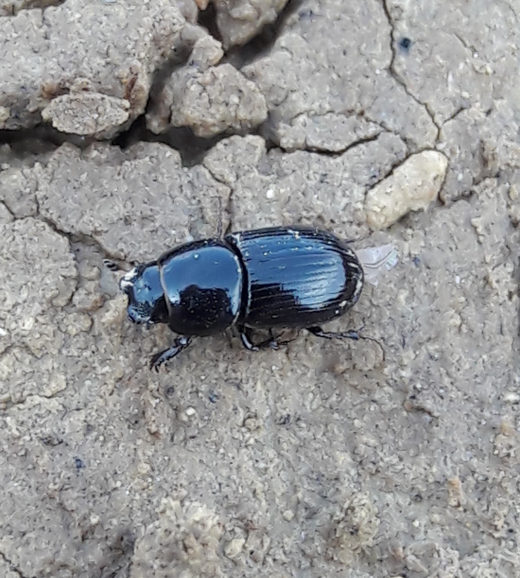 Aphodius granarius - szurokszínű trágyabogár