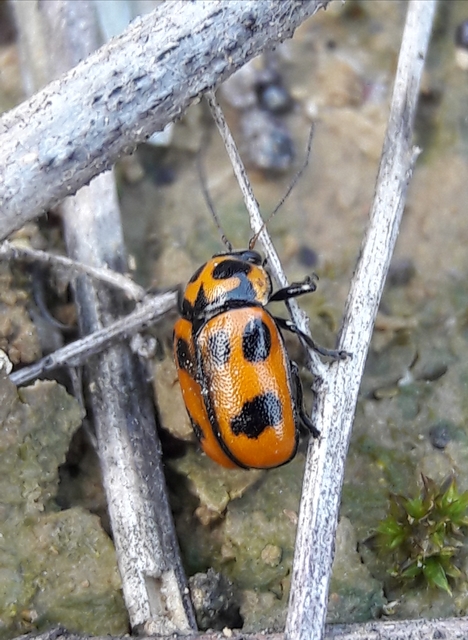 Cryptocephalus sexpunctatus - hatfoltos zömökbogár Cryptocephalus sexpunctatus - hatfoltos zömökbogár