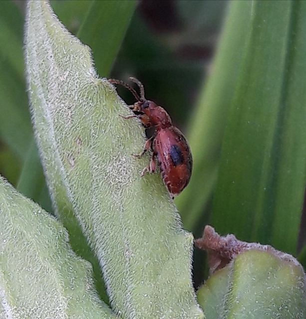 Dapsa denticollis - fogasnyakú álböde