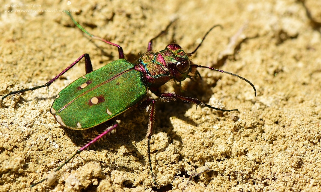 Cicindela campestris - mezei homokfutrinka