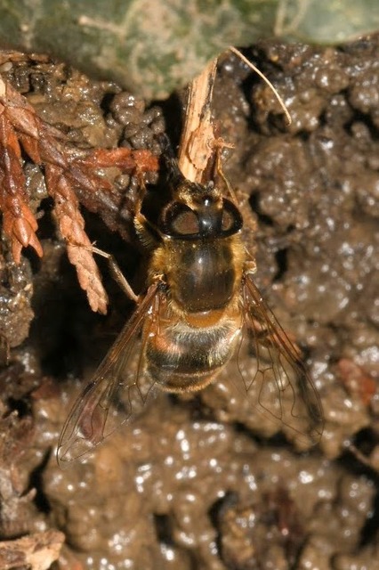 Eristalis pertinax - sárgalábfejű herelégy