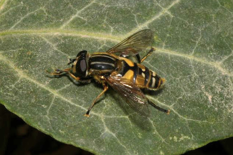 Helophilus pendulus - közönséges mocsárilégy